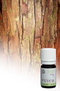 翌檜　アスナロ